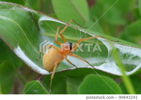 A poisonous spider that rolls leaves of the Gramineae family to make a nest A poisonous spider that rolls leaves of the Gramineae family to make a nest 90643291