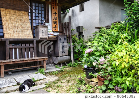 Joruriji Temple _ signboard and cat Joruriji Temple _ signboard and cat 90643392
