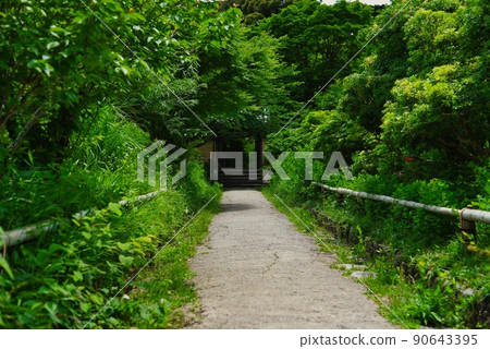 淨琉璃寺_通往寺門的綠色道路 淨琉璃寺_通往寺門的綠色道路 90643395