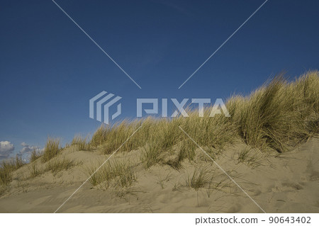 A sand dune overgrown with a lot of dune grass A sand dune overgrown with a lot of dune grass 90643402