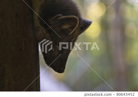From a tree looks the head of a marten From a tree looks the head of a marten 90643452