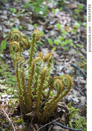 Osmundaclaytoniana / Ferns Osmundaceae 的幼芽 90643456