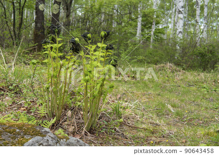 Osmundaceae / Pteridophytes with dark brown sporophylls Osmundaceae / Pteridophytes with dark brown sporophylls 90643458