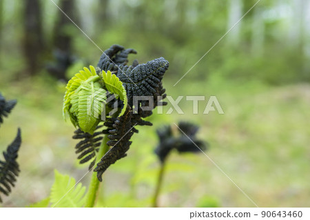 Increased black-brown sporophyll of Osmunda jartoniana / Pteridophyte Osmundaceae Increased black-brown sporophyll of Osmunda jartoniana / Pteridophyte Osmundaceae 90643460