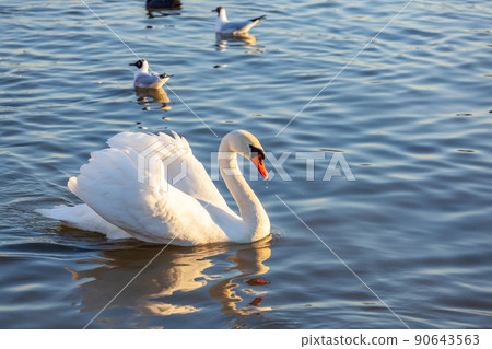 A White Swan Swim In The River A White Swan Swim In The River 90643563