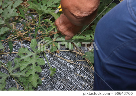 西瓜田孫子藤修剪工作 90643760