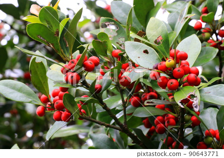 Mochinoki與紅色水果 Mochinoki與紅色水果 90643771