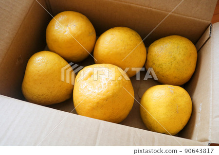 citrus citrus 90643817