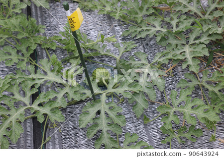 西瓜田雌花交配果實 西瓜田雌花交配果實 90643924