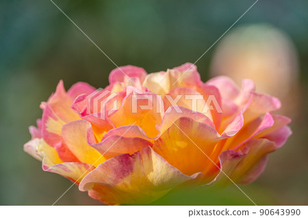 Fluffy rose flower 90643990