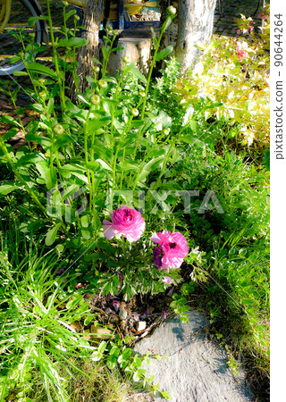 Spring letter from Rokugo in the north 90644264