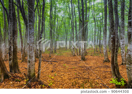 [Aomori Prefecture] Hakkoda / Towada Gold Line Beech Highway 90644308