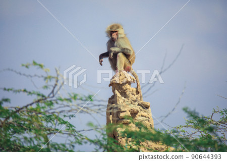 Hamadryas baboon on the Road to the Laas Geel rocks, Somaliland Hamadryas baboon on the Road to the Laas Geel rocks, Somaliland 90644393
