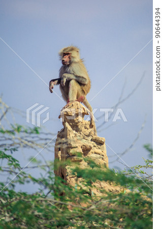 Hamadryas baboon on the Road to the Laas Geel rocks, Somaliland Hamadryas baboon on the Road to the Laas Geel rocks, Somaliland 90644394