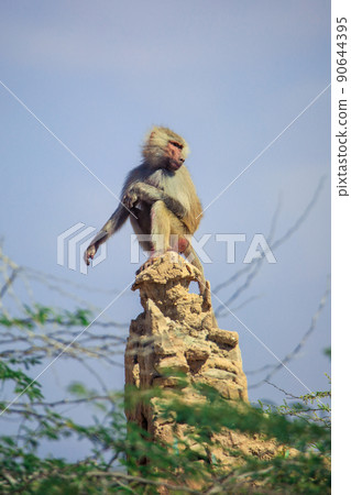 Hamadryas baboon on the Road to the Laas Geel rocks, Somaliland Hamadryas baboon on the Road to the Laas Geel rocks, Somaliland 90644395