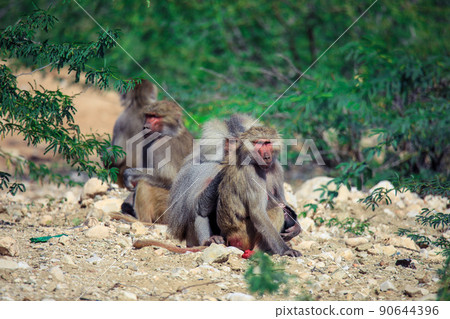 Hamadryas baboon on the Road to the Laas Geel rocks, Somaliland Hamadryas baboon on the Road to the Laas Geel rocks, Somaliland 90644396