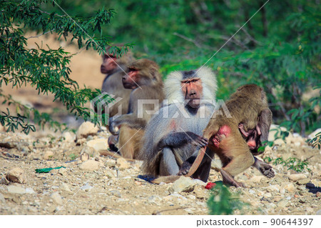 Hamadryas baboon on the Road to the Laas Geel rocks, Somaliland Hamadryas baboon on the Road to the Laas Geel rocks, Somaliland 90644397