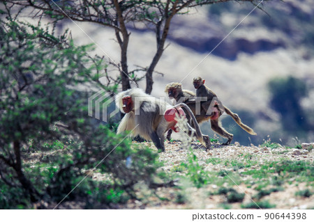 Hamadryas baboon on the Road to the Laas Geel rocks, Somaliland Hamadryas baboon on the Road to the Laas Geel rocks, Somaliland 90644398