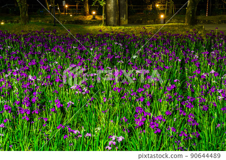 大村公園的鳶尾花燈亮了[長崎縣大村市] 90644489