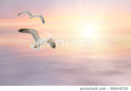 seagulls fly at sunset 90644530