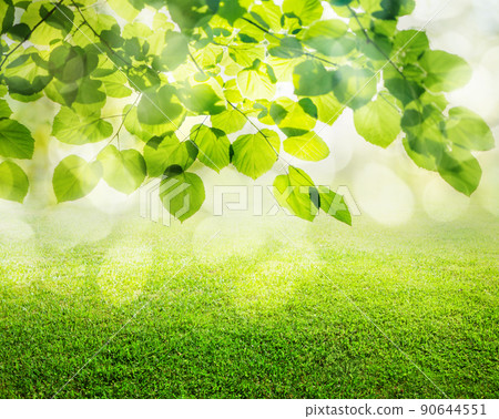 natural grass background natural grass background 90644551
