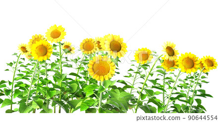 sunflowers isolated on white 90644554