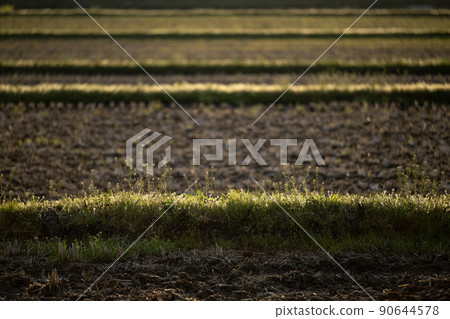 Rice field after raising rice field Spring scenery 90644578
