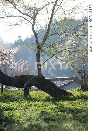 Large cherry blossoms in Shionosaki Spring scenery 90644586