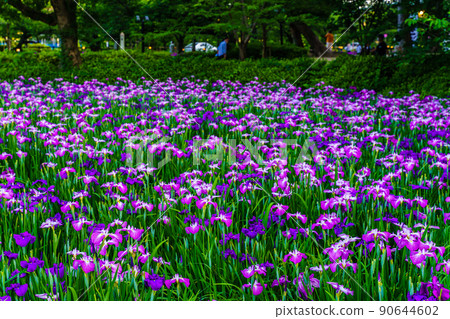 Iris evening view of Omura Park [Omura City, Nagasaki Prefecture] 90644602