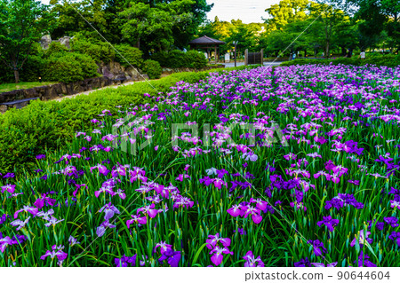 Iris evening view of Omura Park [Omura City, Nagasaki Prefecture] 90644604