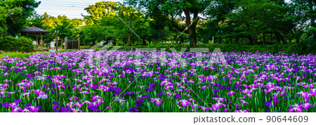 大村公園的花鳶尾花夜景全景[長崎縣大村市] 90644609