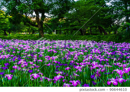 大村公園的鳶尾花夜景[長崎縣大村市] 90644610