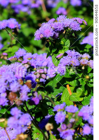Ageratum that blooms flowers with a fluffy texture Ageratum that blooms flowers with a fluffy texture 90644658