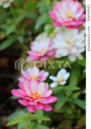 Cute pink zinnia Cute pink zinnia 90644661