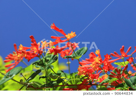 Tsukkinokinidori 90644834