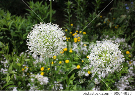 [Ashikaga Flower Park] Allium 1 90644933