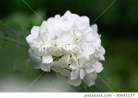 Hydrangea in early summer 90645537