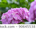 繡球花在初夏盛開 90645538