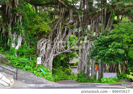 Middle banyan tree Middle banyan tree 90645627