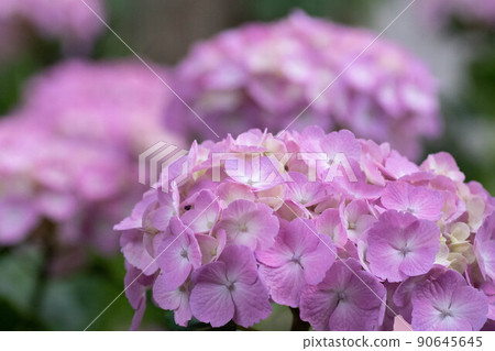 Hydrangea in full bloom in early summer 90645645