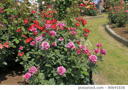 Arao City Ominous Citizen Flower Bed Rose Flower, 90645836