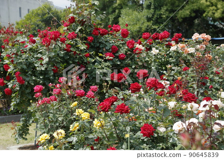 Arao City Ominous Citizen Flower Bed Rose Flower, Arao City Ominous Citizen Flower Bed Rose Flower, 90645839