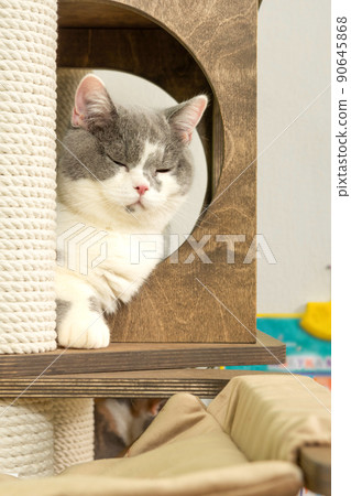 Cute pet cat of the British shorthair breed on the cat tree at home Cute pet cat of the British shorthair breed on the cat tree at home 90645868