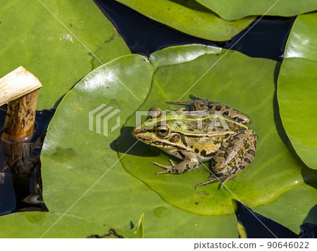 Tonosama frog riding on a water lily leaf in a pond Tonosama frog riding on a water lily leaf in a pond 90646022