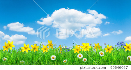 a spring flowers and green grass background 90646037