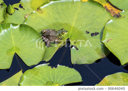 Bullfrog on a water lily leaf in a pond 90646040
