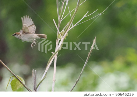 Sparrow flying away 90646239