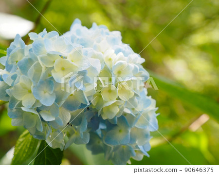Light blue hydrangea 90646375