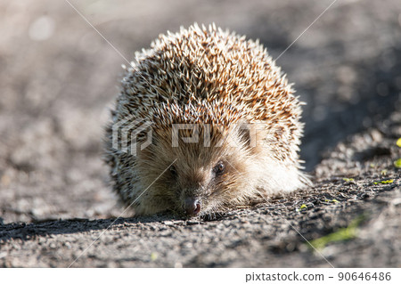 hedgehog on the grass.. 90646486