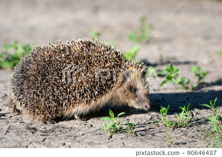 hedgehog on the grass.. 90646487